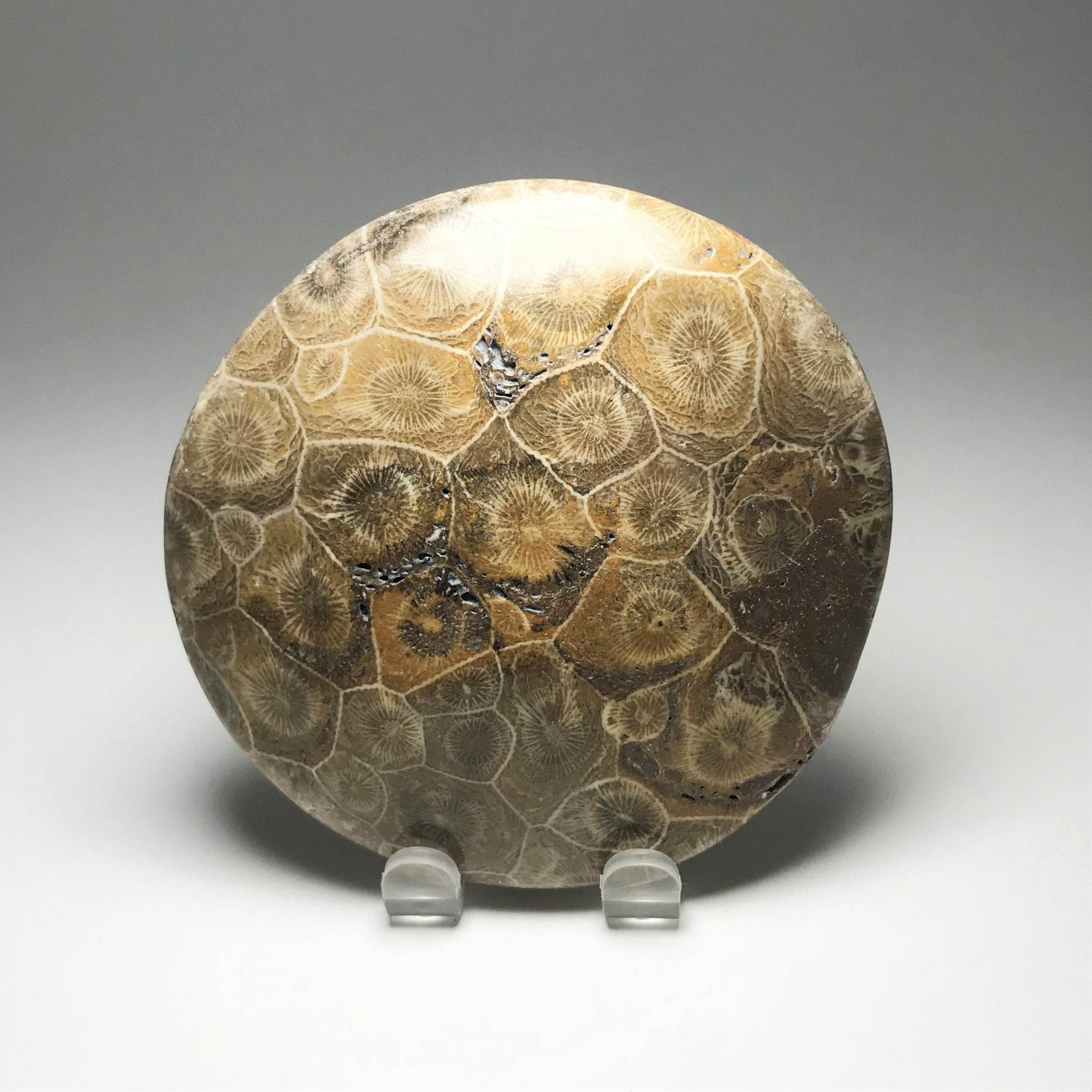 Fossil Coral - Rocks and Gems Canada