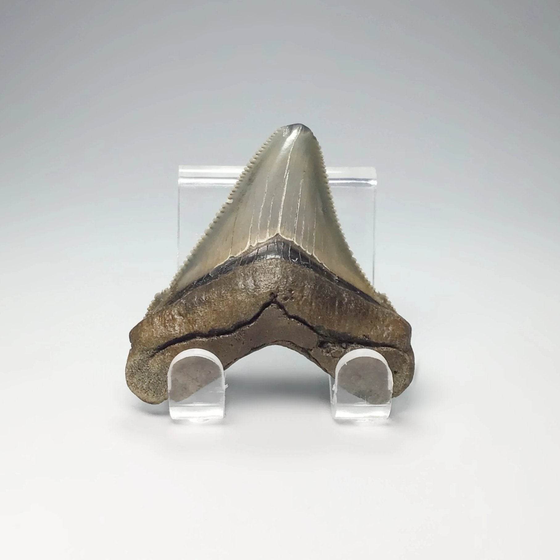 Angustiden : Early Megalodon Teeth - Rocks and Gems Canada