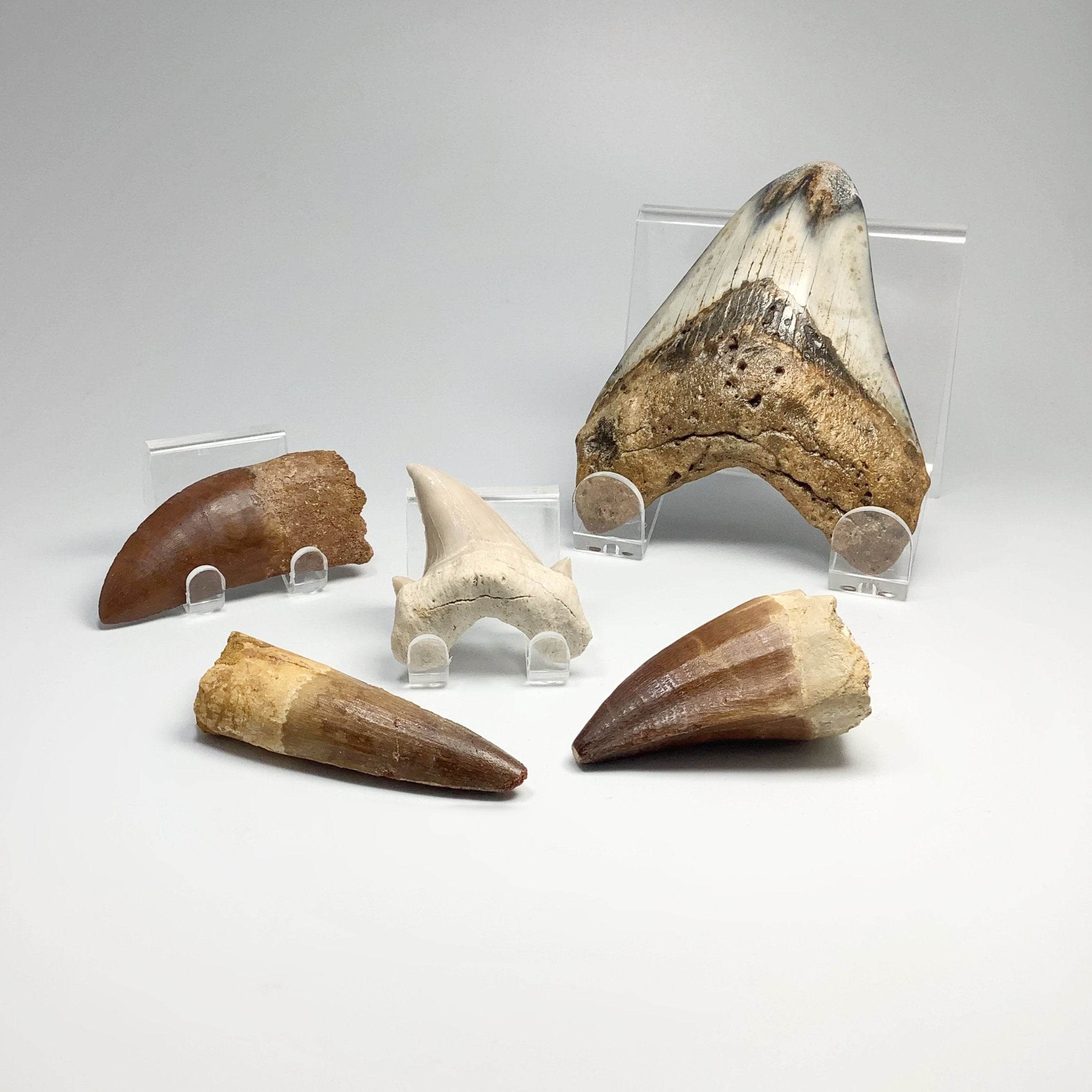 Fossilized Teeth - Rocks and Gems Canada