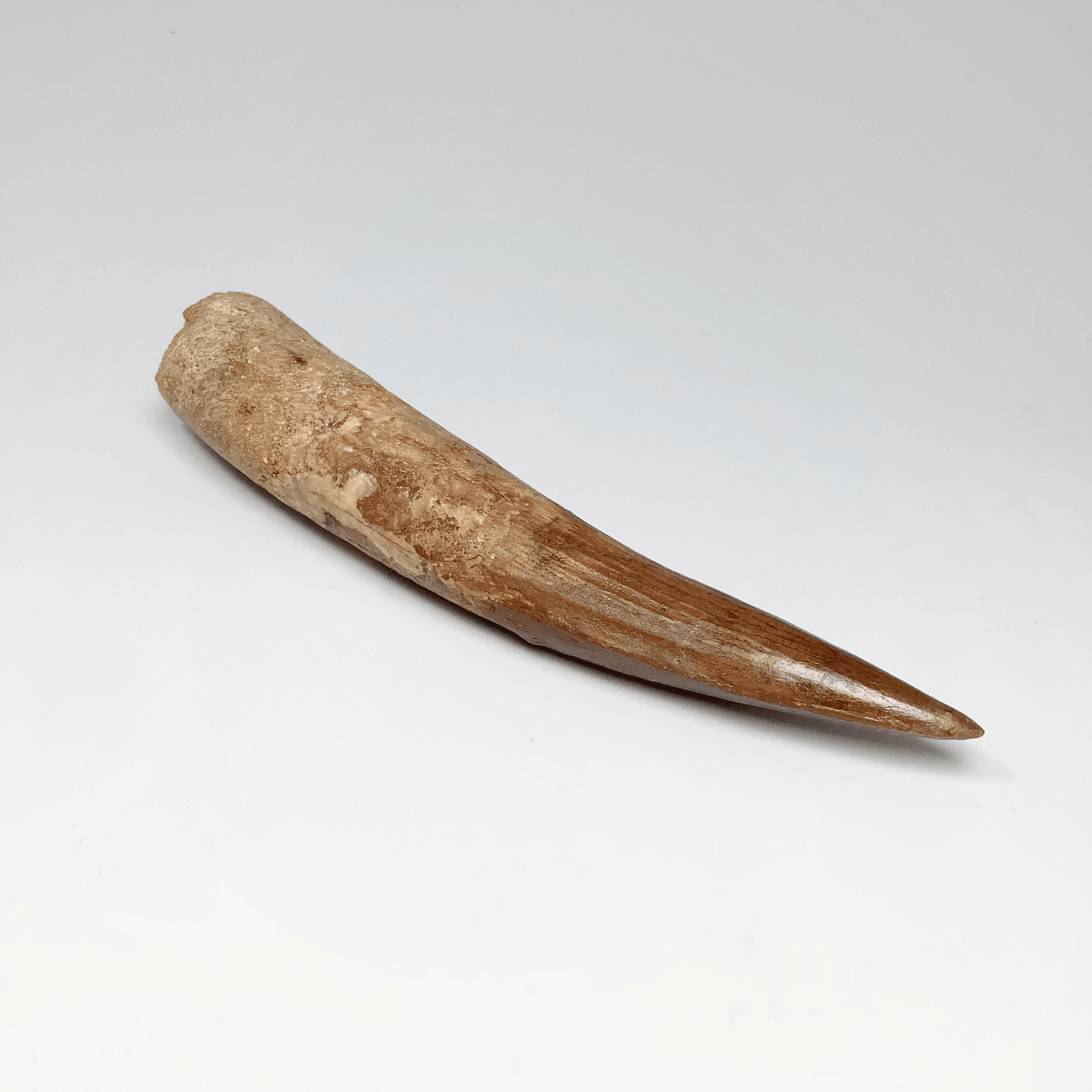 Exclusive Fossils - Rocks and Gems Canada