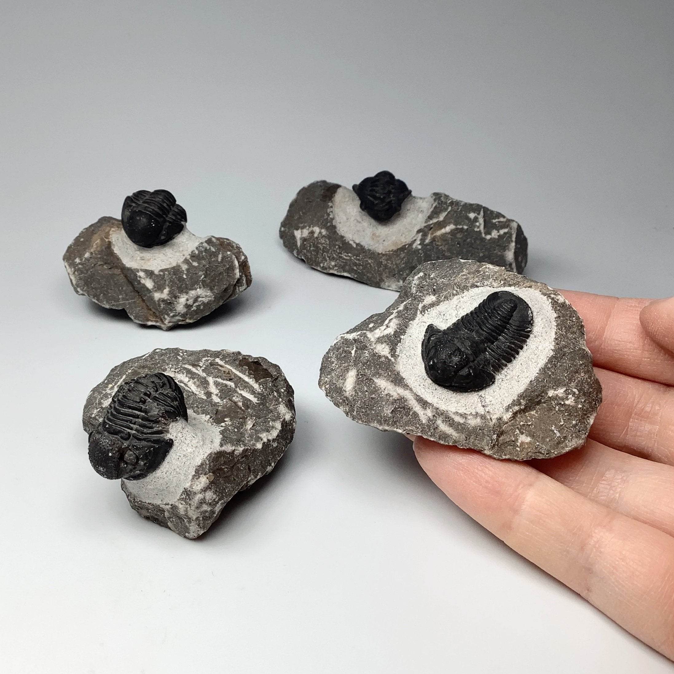 Other Trilobites - Rocks and Gems Canada