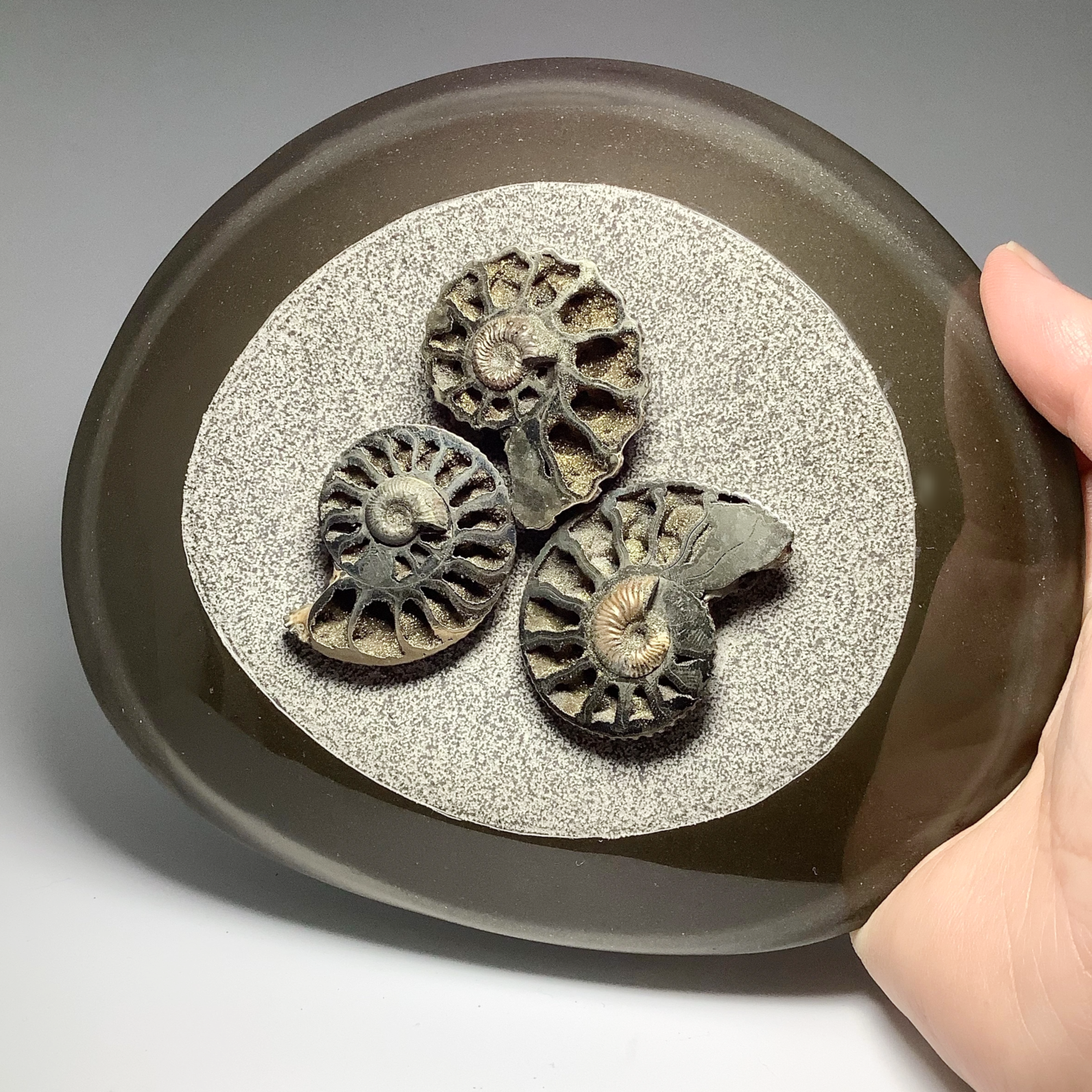 Ammonite Kosmoceras
