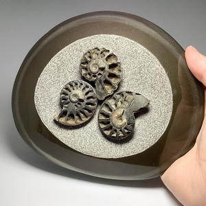 Ammonite Kosmoceras