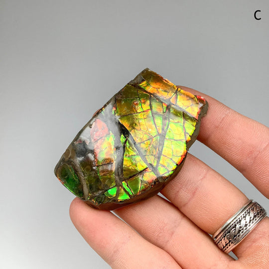 Ammolite Specimen - Rocks and Gems Canada