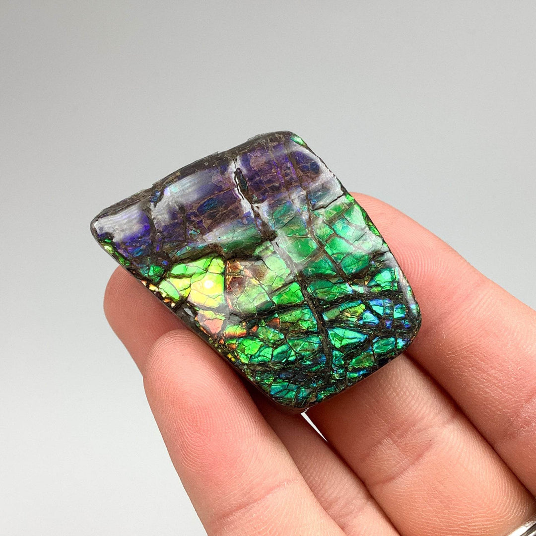 Ammolite Specimen - Rocks and Gems Canada