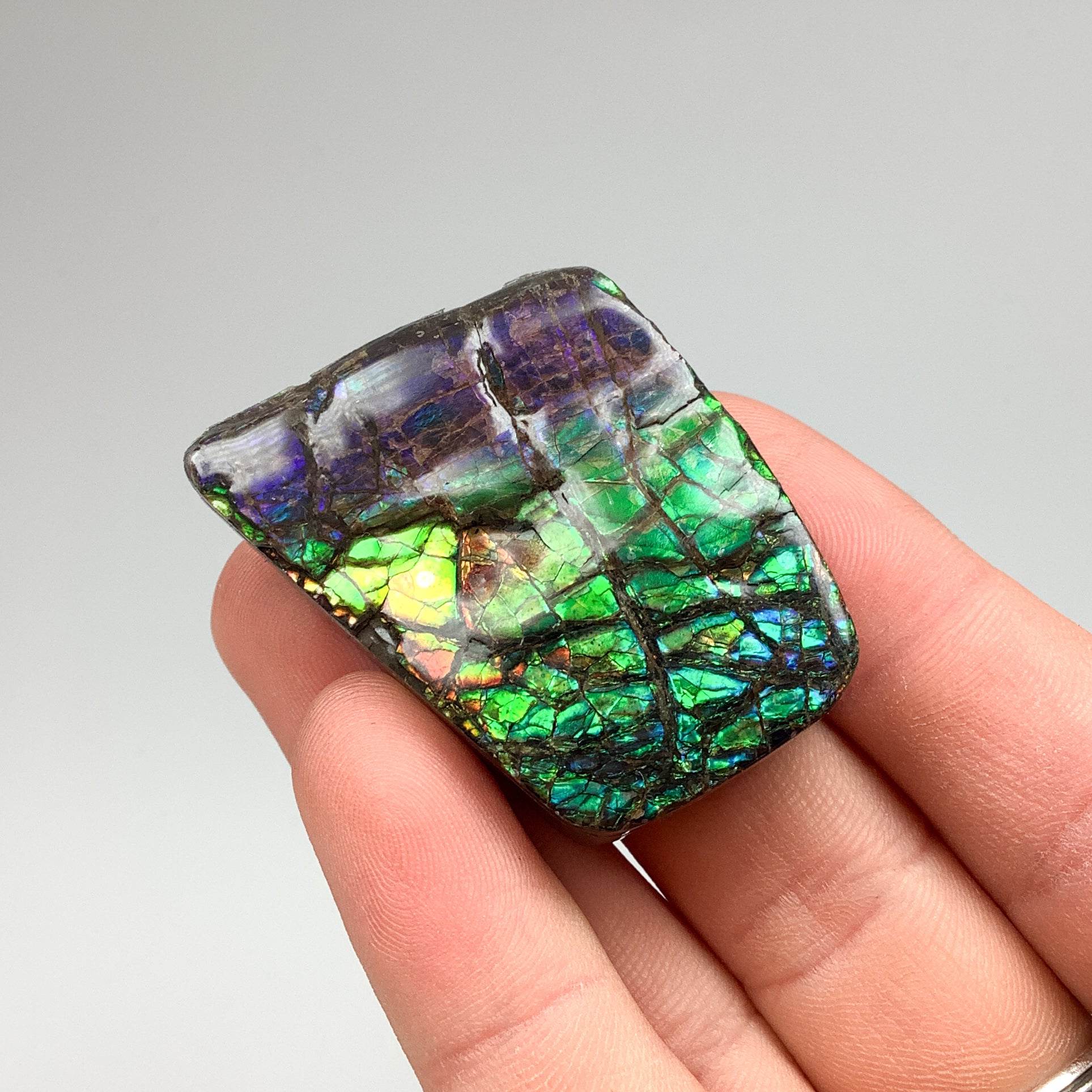 Ammolite Specimen - Rocks and Gems Canada