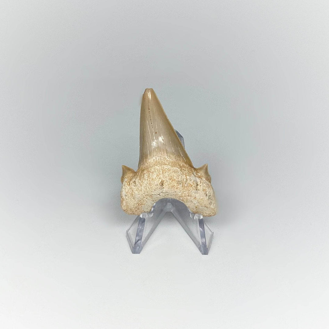 Fossilized Otodus/Lamna Shark Tooth Specimen - Rocks and Gems Canada