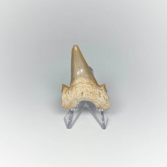 Fossilized Otodus/Lamna Shark Tooth Specimen - Rocks and Gems Canada