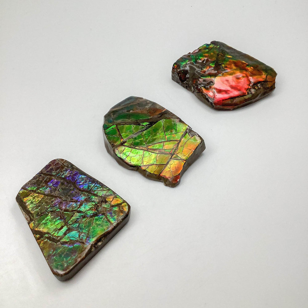 Ammolite Specimen - Rocks and Gems Canada