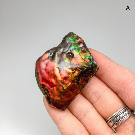 Ammolite Specimen - Rocks and Gems Canada