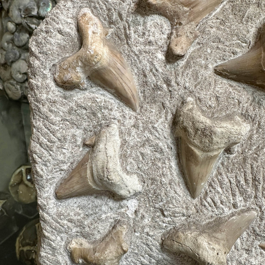 Fossilized Otodus/Lamna Shark Tooth Specimen in Matrix - Rocks and Gems Canada