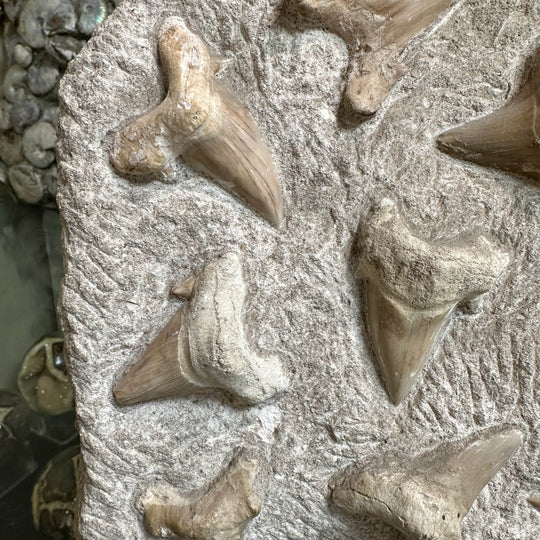 Fossilized Otodus/Lamna Shark Tooth Specimen in Matrix - Rocks and Gems Canada