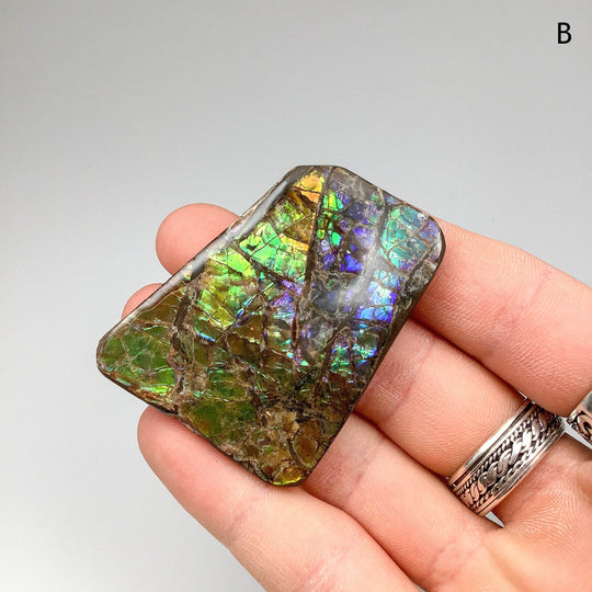 Ammolite Specimen - Rocks and Gems Canada