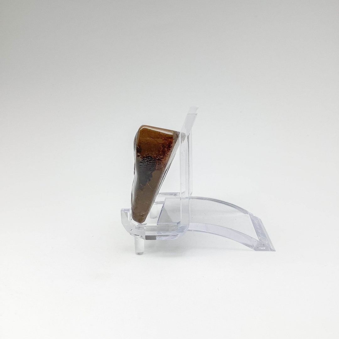 Ammolite Specimen - Rocks and Gems Canada