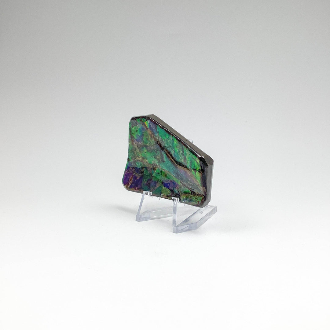 Ammolite Specimen - Rocks and Gems Canada