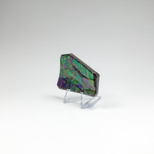 Ammolite Specimen - Rocks and Gems Canada