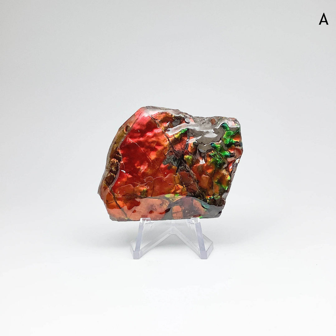 Ammolite Specimen - Rocks and Gems Canada