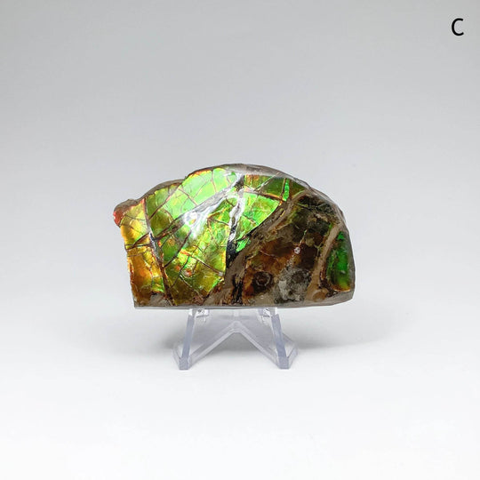 Ammolite Specimen - Rocks and Gems Canada