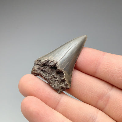 Fossilized Shark Tooth Specimen: Great White Shark