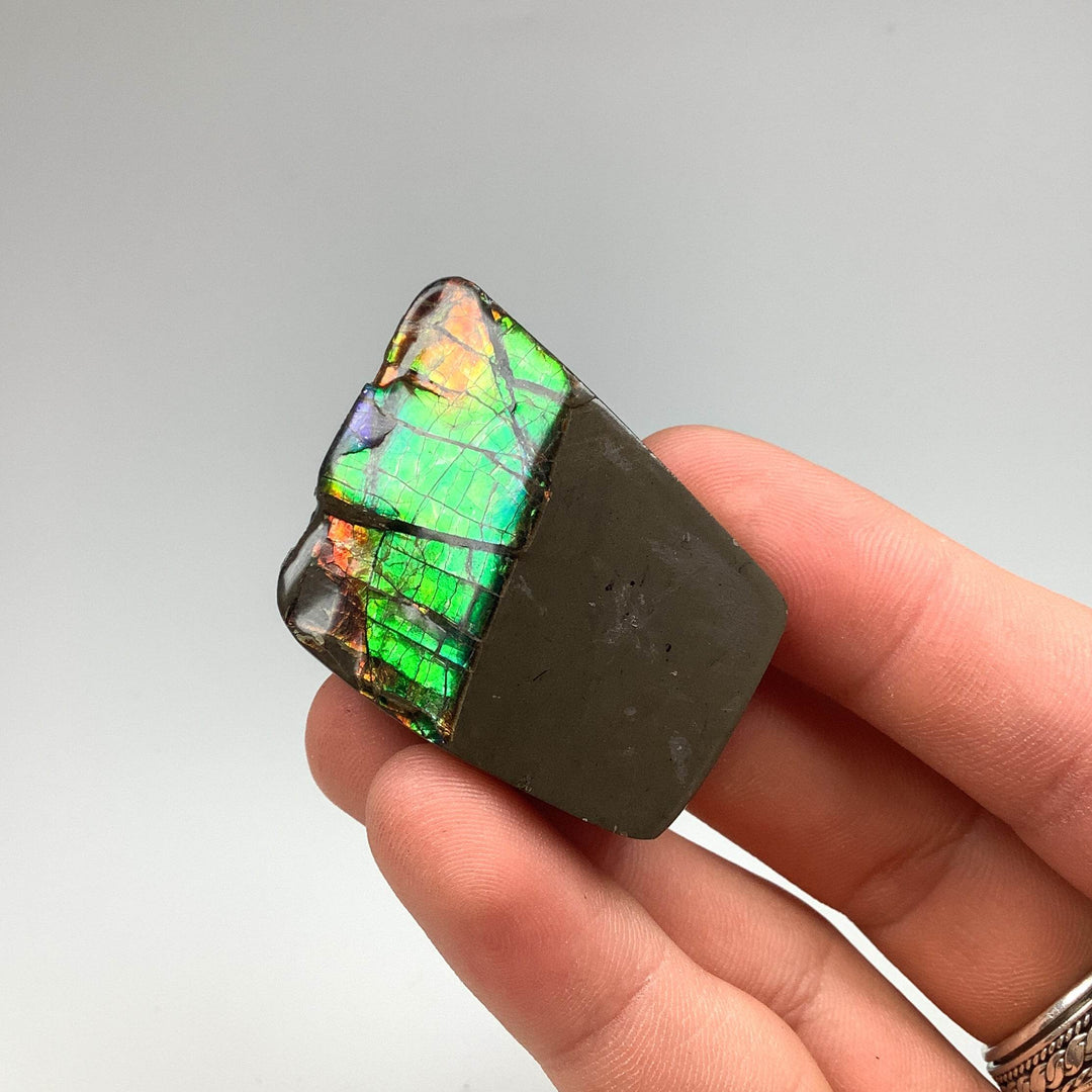 Ammolite Specimen - Rocks and Gems Canada