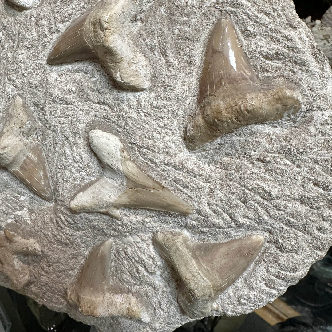 Fossilized Otodus/Lamna Shark Tooth Specimen in Matrix - Rocks and Gems Canada