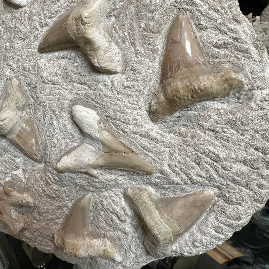 Fossilized Otodus/Lamna Shark Tooth Specimen in Matrix - Rocks and Gems Canada