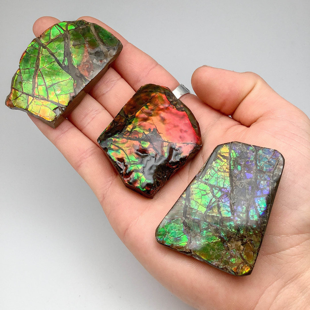 Ammolite Specimen - Rocks and Gems Canada