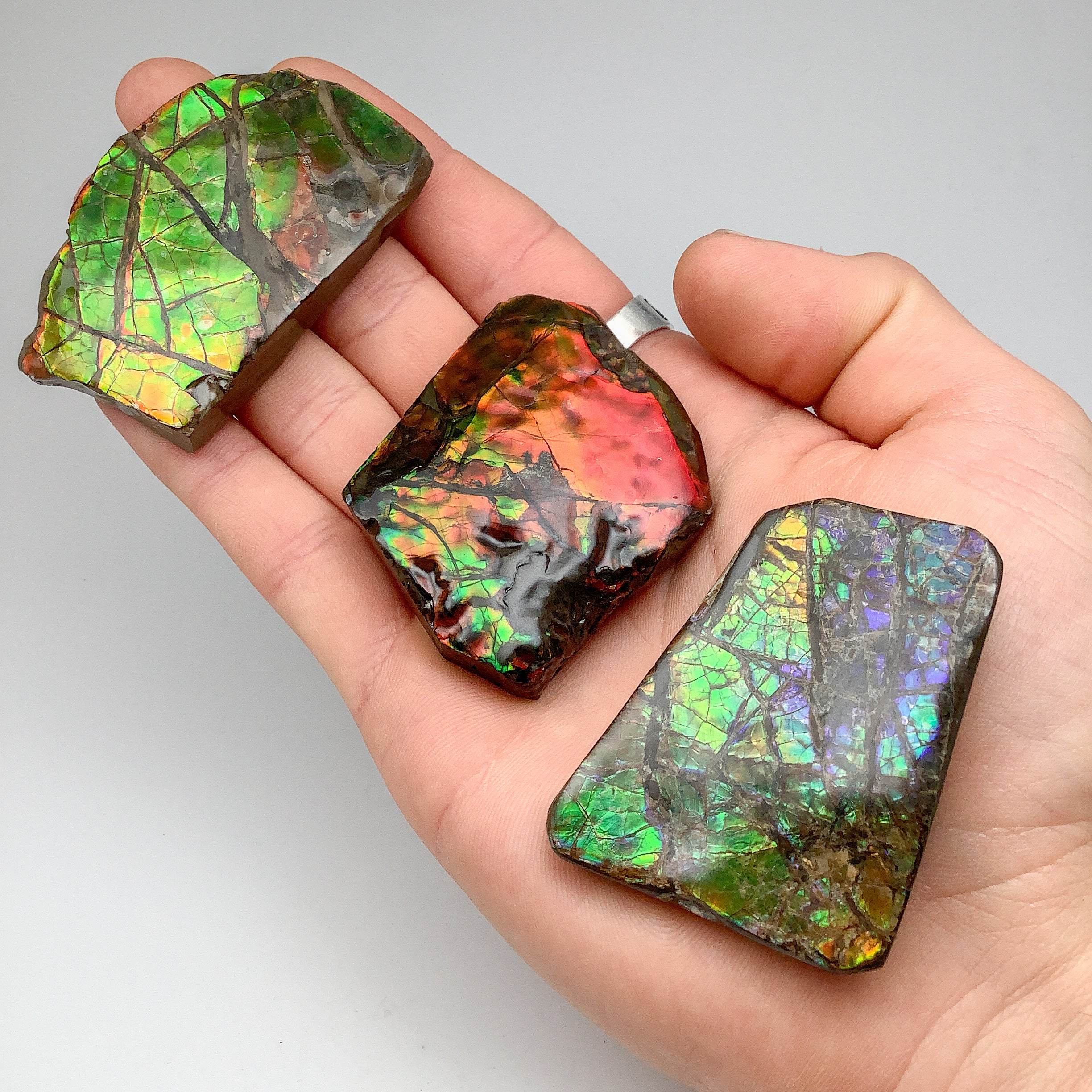 Ammolite Specimen - Rocks and Gems Canada