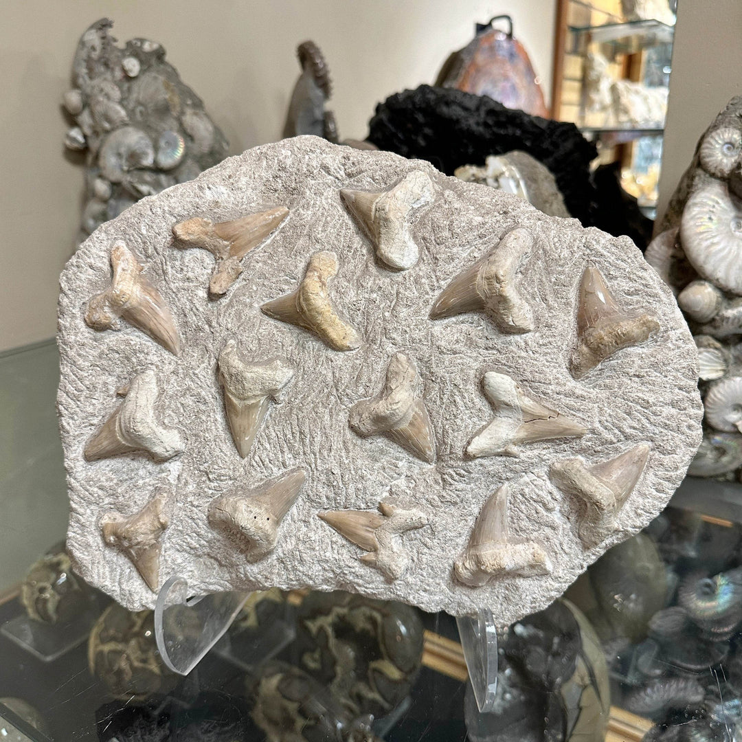 Fossilized Otodus/Lamna Shark Tooth Specimen in Matrix - Rocks and Gems Canada