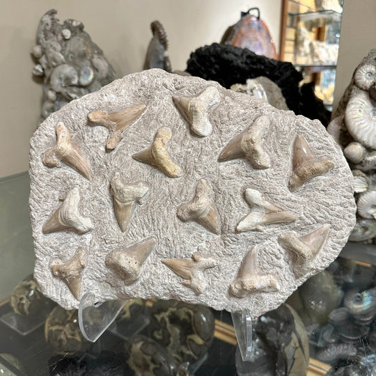 Fossilized Otodus/Lamna Shark Tooth Specimen in Matrix - Rocks and Gems Canada