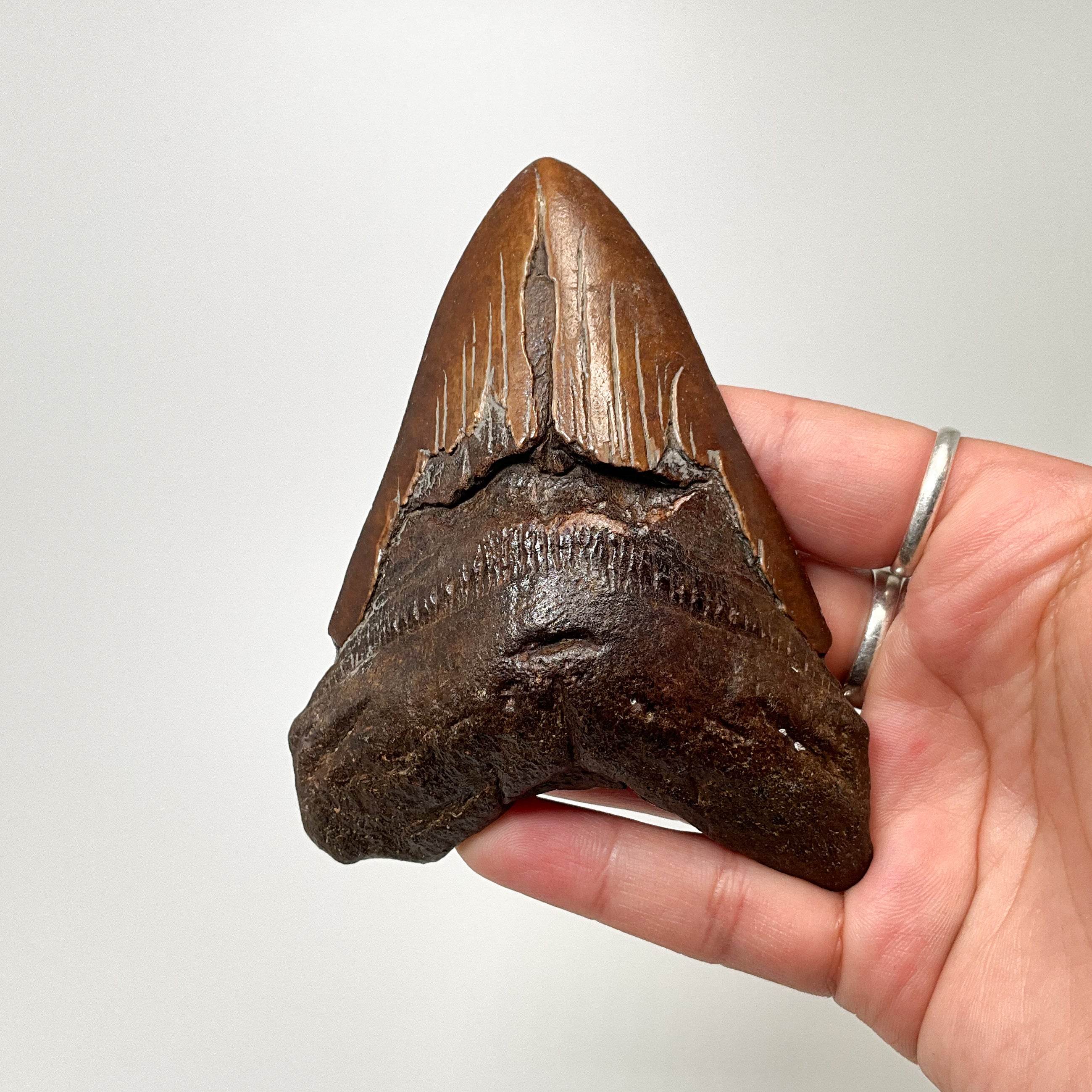 Fossilized Shark Tooth Specimen: Carcharodon Megalodon - Rocks and Gems Canada