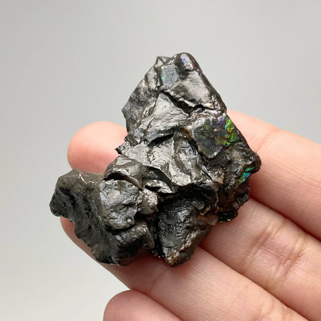 Ammolite Gem Display Box - Rocks and Gems Canada