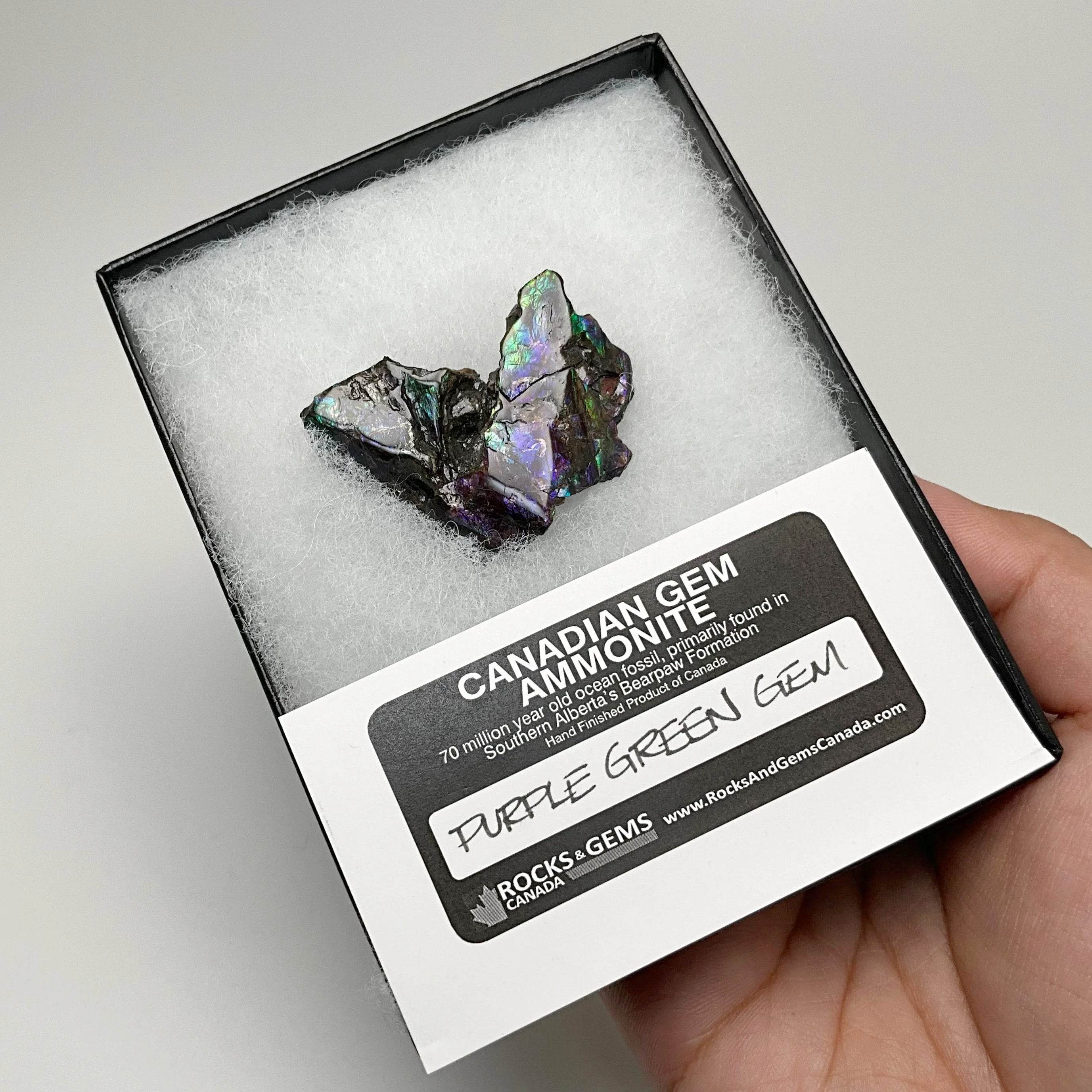 Ammolite Gem Display Box - Rocks and Gems Canada