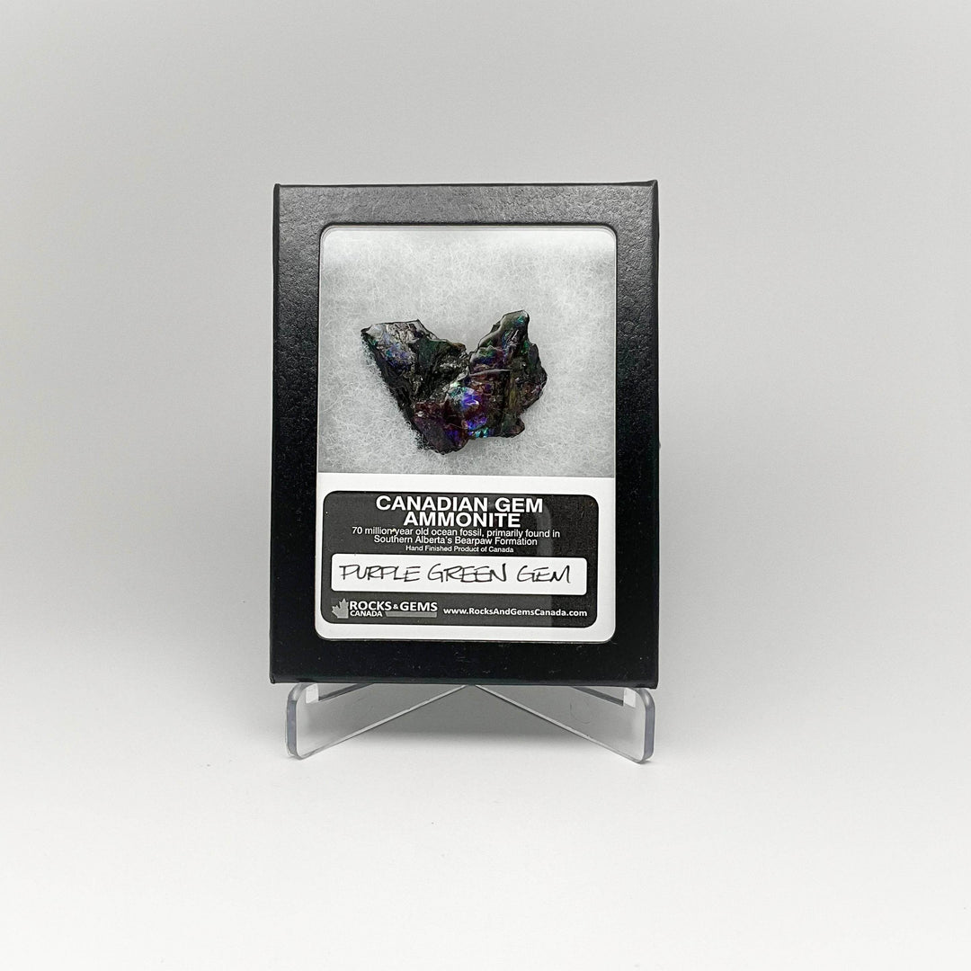 Ammolite Gem Display Box - Rocks and Gems Canada