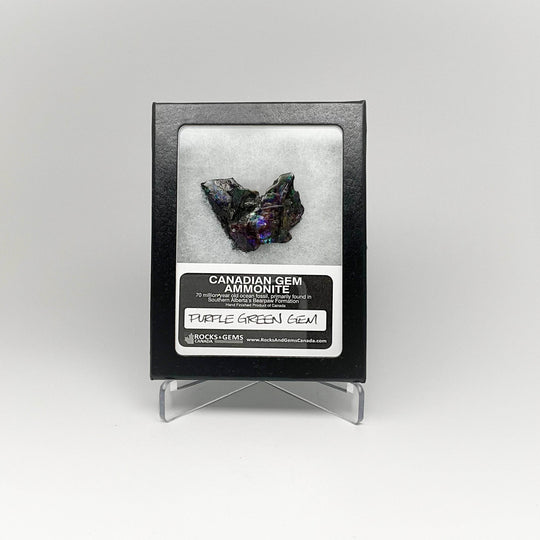 Ammolite Gem Display Box - Rocks and Gems Canada