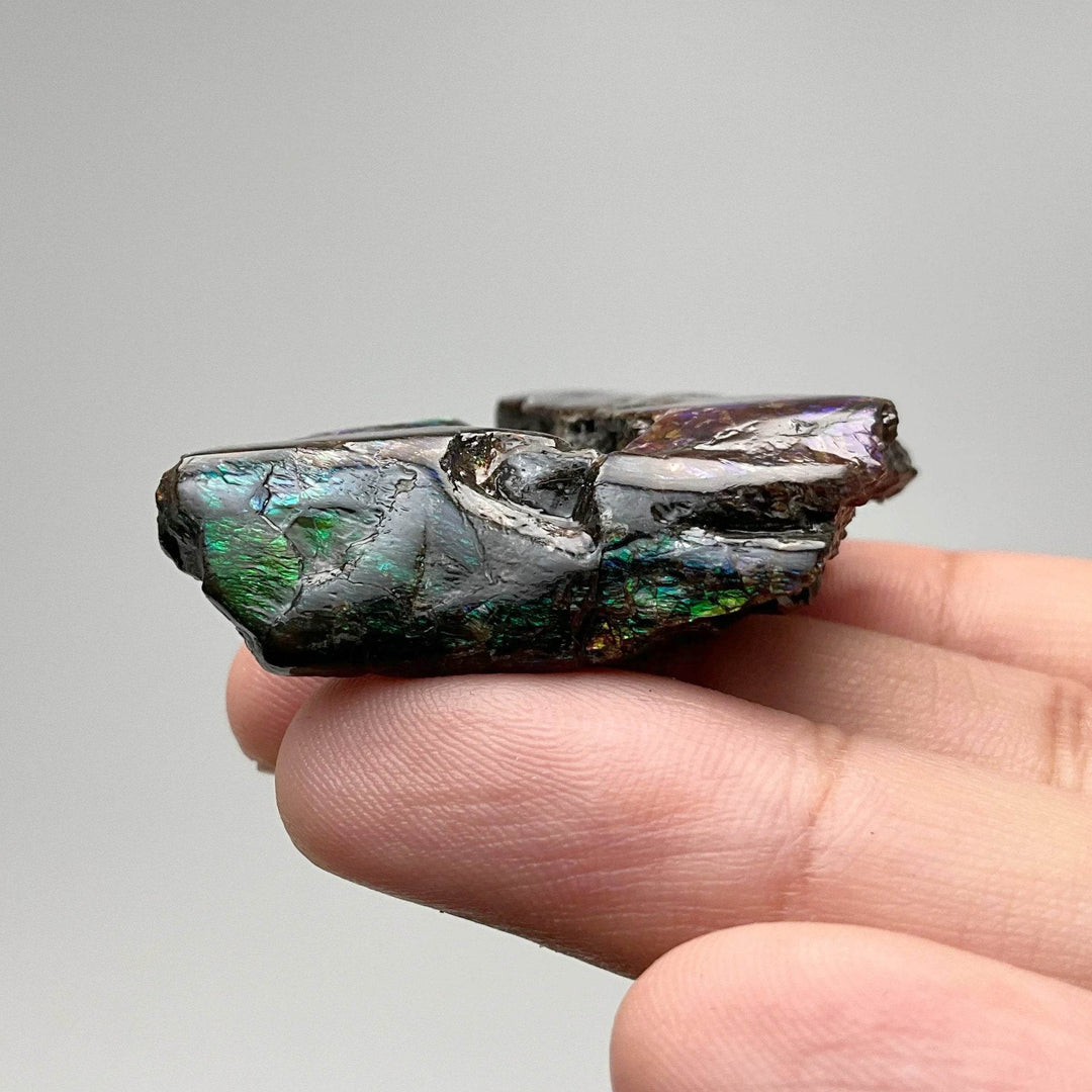 Ammolite Gem Display Box - Rocks and Gems Canada