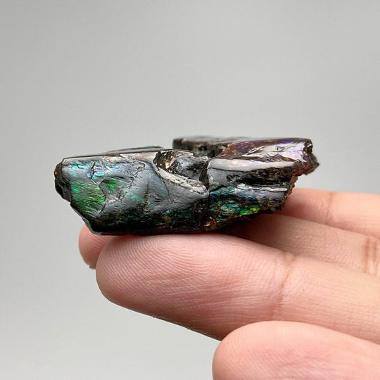 Ammolite Gem Display Box - Rocks and Gems Canada