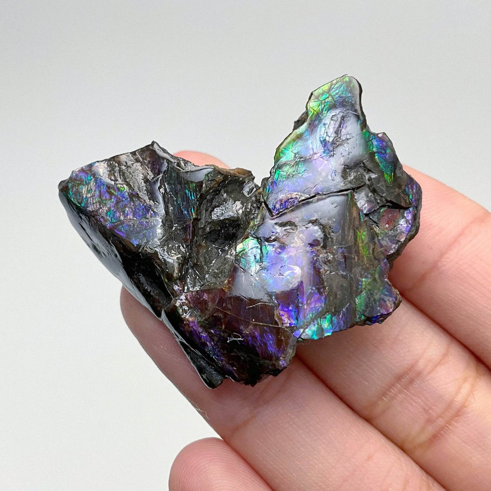 Ammolite Gem Display Box - Rocks and Gems Canada