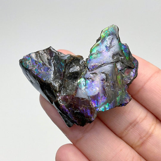 Ammolite Gem Display Box - Rocks and Gems Canada