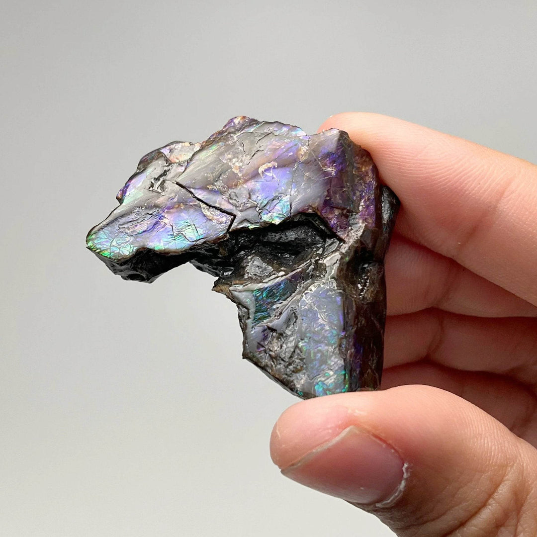 Ammolite Gem Display Box - Rocks and Gems Canada