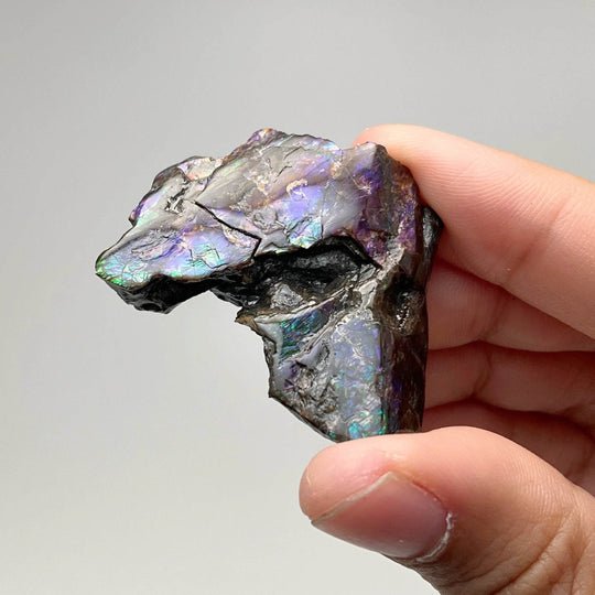 Ammolite Gem Display Box - Rocks and Gems Canada