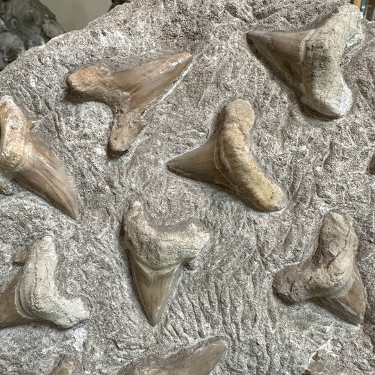 Fossilized Otodus/Lamna Shark Tooth Specimen in Matrix - Rocks and Gems Canada