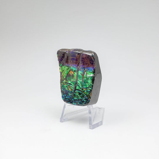 Ammolite Specimen - Rocks and Gems Canada