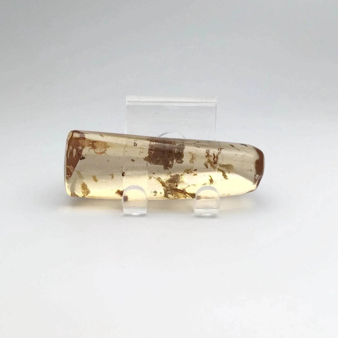 Copal With Insects - Rocks and Gems Canada