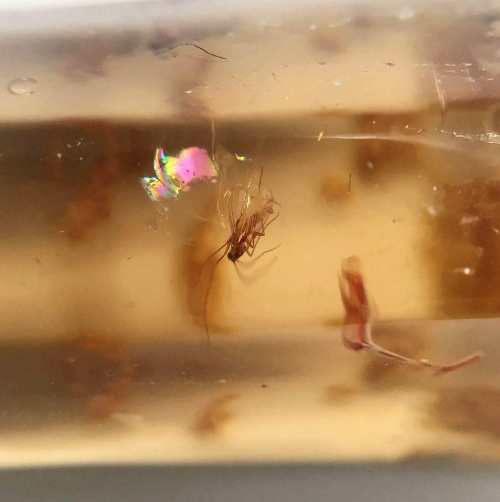 Copal With Insects - Rocks and Gems Canada