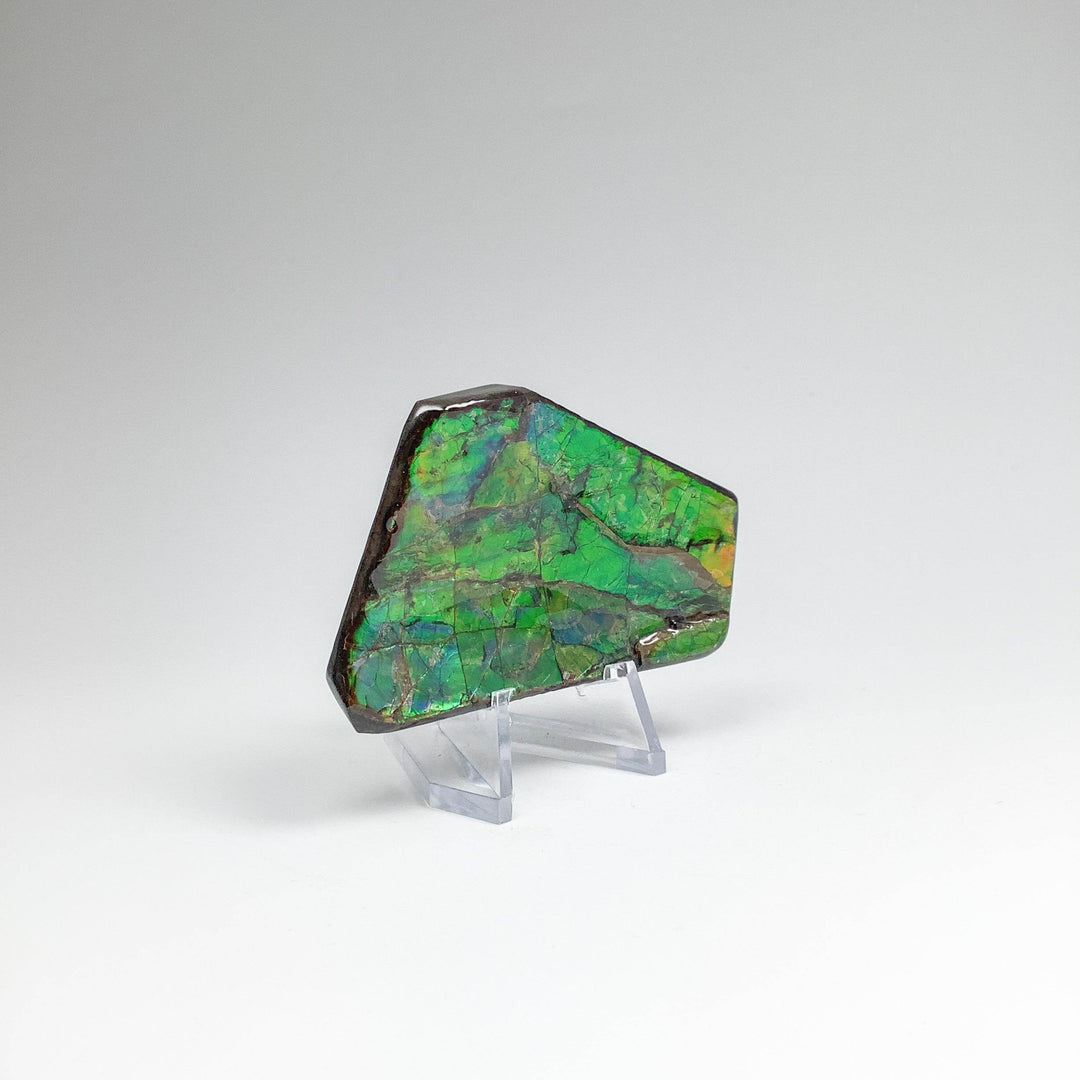 Ammolite Specimen - Rocks and Gems Canada
