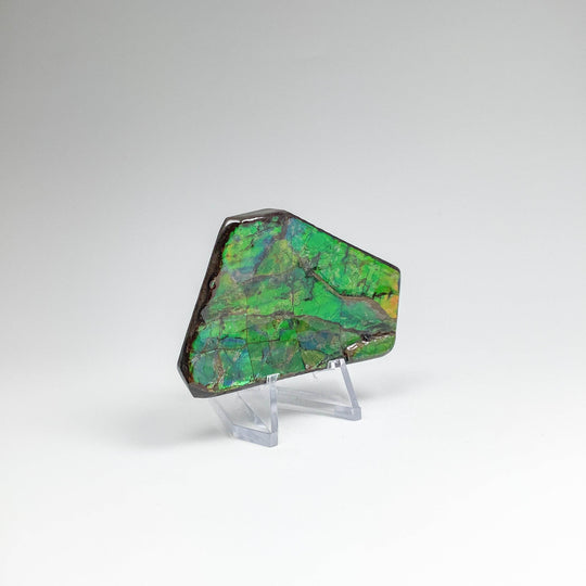 Ammolite Specimen - Rocks and Gems Canada