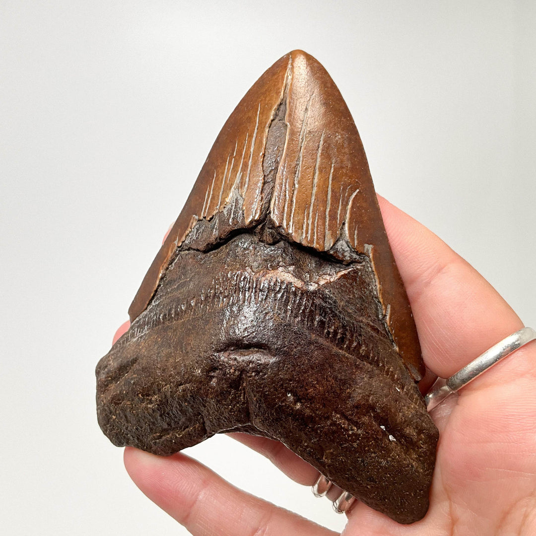 Fossilized Shark Tooth Specimen: Carcharodon Megalodon - Rocks and Gems Canada