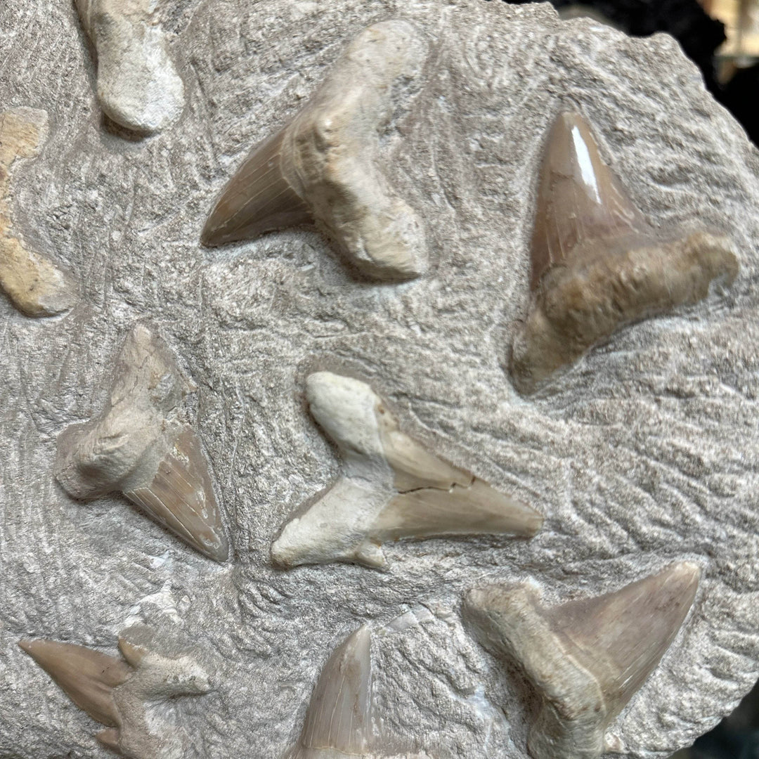 Fossilized Otodus/Lamna Shark Tooth Specimen in Matrix - Rocks and Gems Canada