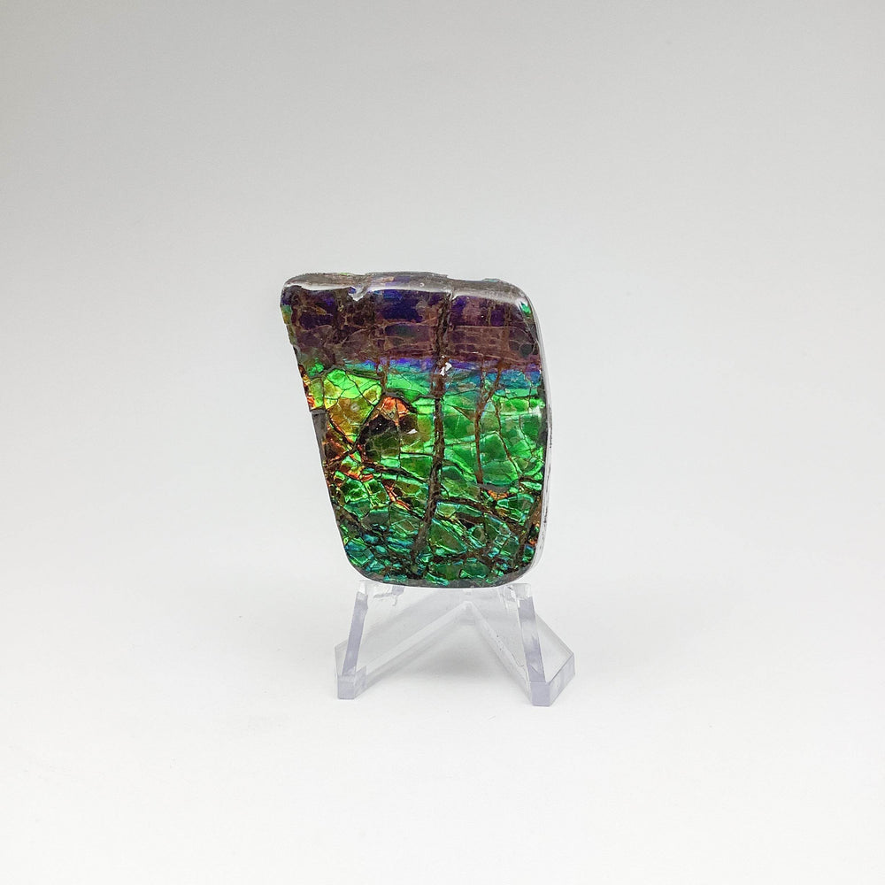 Ammolite Specimen - Rocks and Gems Canada